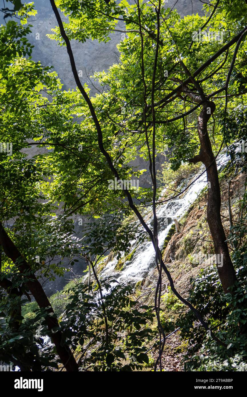 Plongez dans un éventail d'écorégions, du ruisseau tranquille à la forêt dense. Voyage à travers la palette de la nature de la flore et de l'eau, à la découverte de l'enchantement Banque D'Images