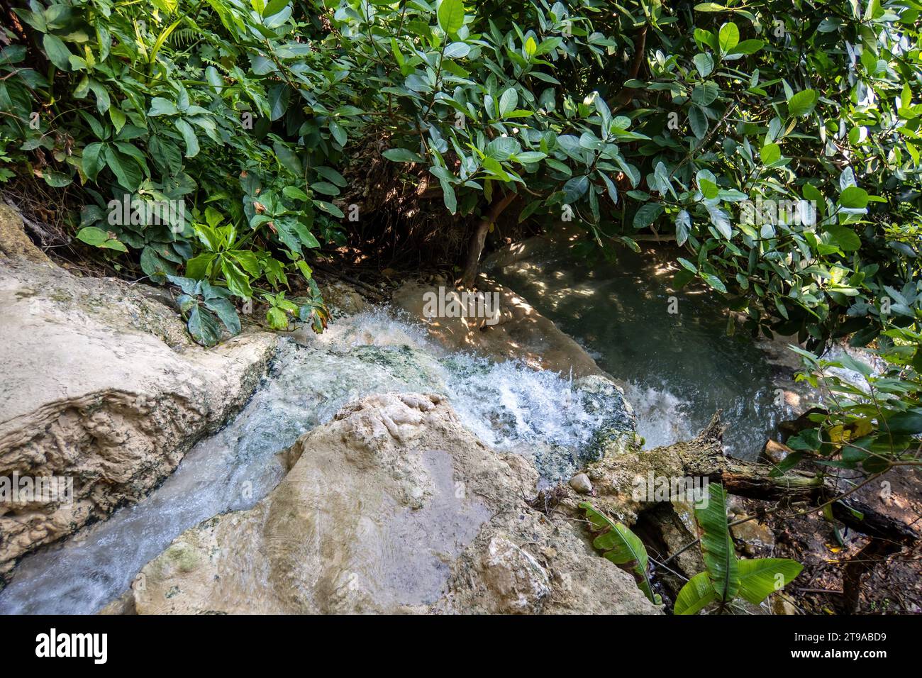 Embarquez pour un voyage à travers divers paysages - forêt luxuriante, ruisseau tranquille et bois enchanteur. Explorez la vie végétale et les merveilles naturelles à Tolan Banque D'Images
