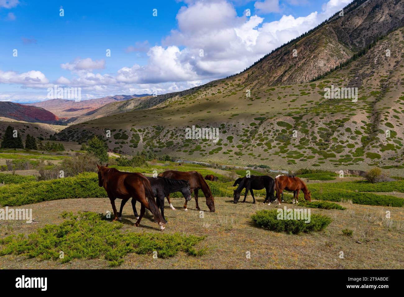 Un troupeau de chevaux broute dans les montagnes du Kirghizistan Banque D'Images