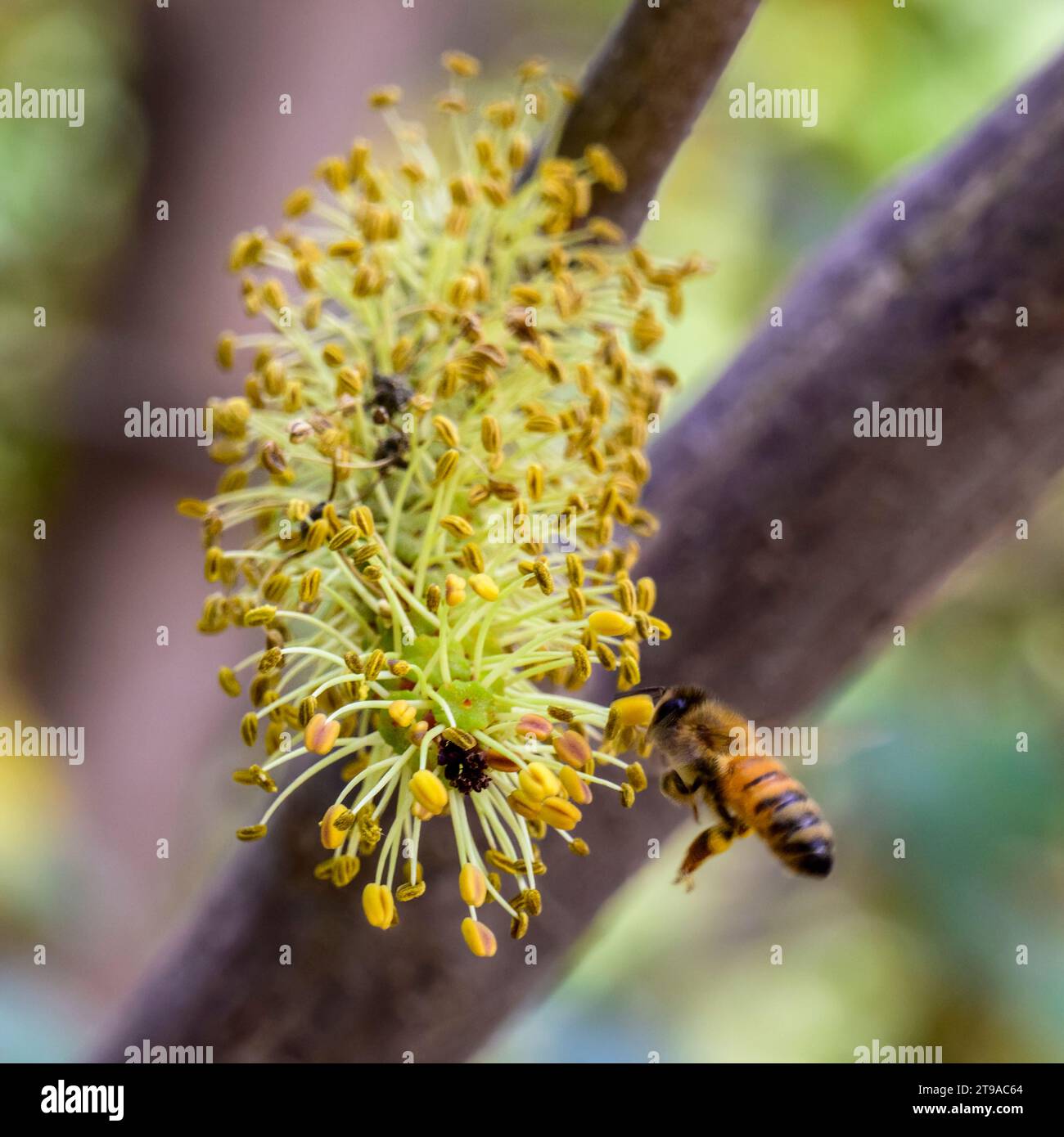 Une abeille visite les fleurs mâles d'un caroubier la caroube (Ceratonia siliqua) est un arbre ou arbuste à feuilles persistantes en fleurs de la sous-famille des Caesalpinioideae Banque D'Images