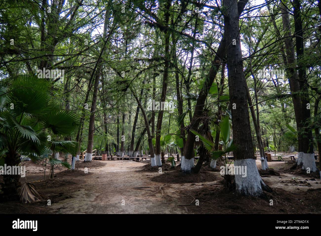Plongez dans le charme captivant de Media Luna à San Luis Potosi, au Mexique. Plongez dans un paysage avec des plantes abondantes, des arbres impressionnants, et Banque D'Images
