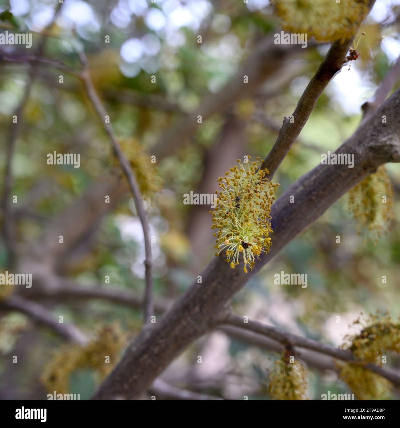 Gros plan des fleurs mâles d'un caroubier la caroube (Ceratonia siliqua) est un arbre ou arbuste à feuilles persistantes en fleurs de la sous-famille o des Caesalpinioideae Banque D'Images