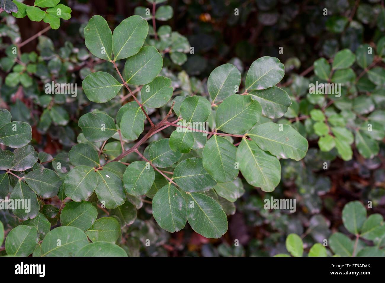 Gros plan des fleurs mâles d'un caroubier la caroube (Ceratonia siliqua) est un arbre ou arbuste à feuilles persistantes en fleurs de la sous-famille o des Caesalpinioideae Banque D'Images