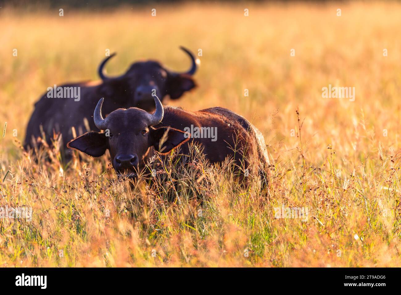 Faune troupeau d'animaux de buffle reposant dans la vallée longue herbe ensemble pour la protection contre les lions paysage tôt le matin. Banque D'Images