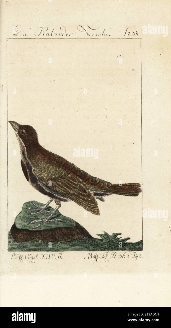 Alouette de Calandra, Melanocorypha calandra. Die Kalanderlerche oder grosse Lerche, calandra, Bunting, Corydalus galerita. Buffon planche 363. Gravure sur cuivre coloriée à la main d’après une illustration de François-Nicolas Martinet de l’édition de Bernhard Christian Otto de Naturgeschichte der Vogel, Histoire naturelle des oiseaux, Ben Joachim Pauli, Berlin, 1788. Banque D'Images