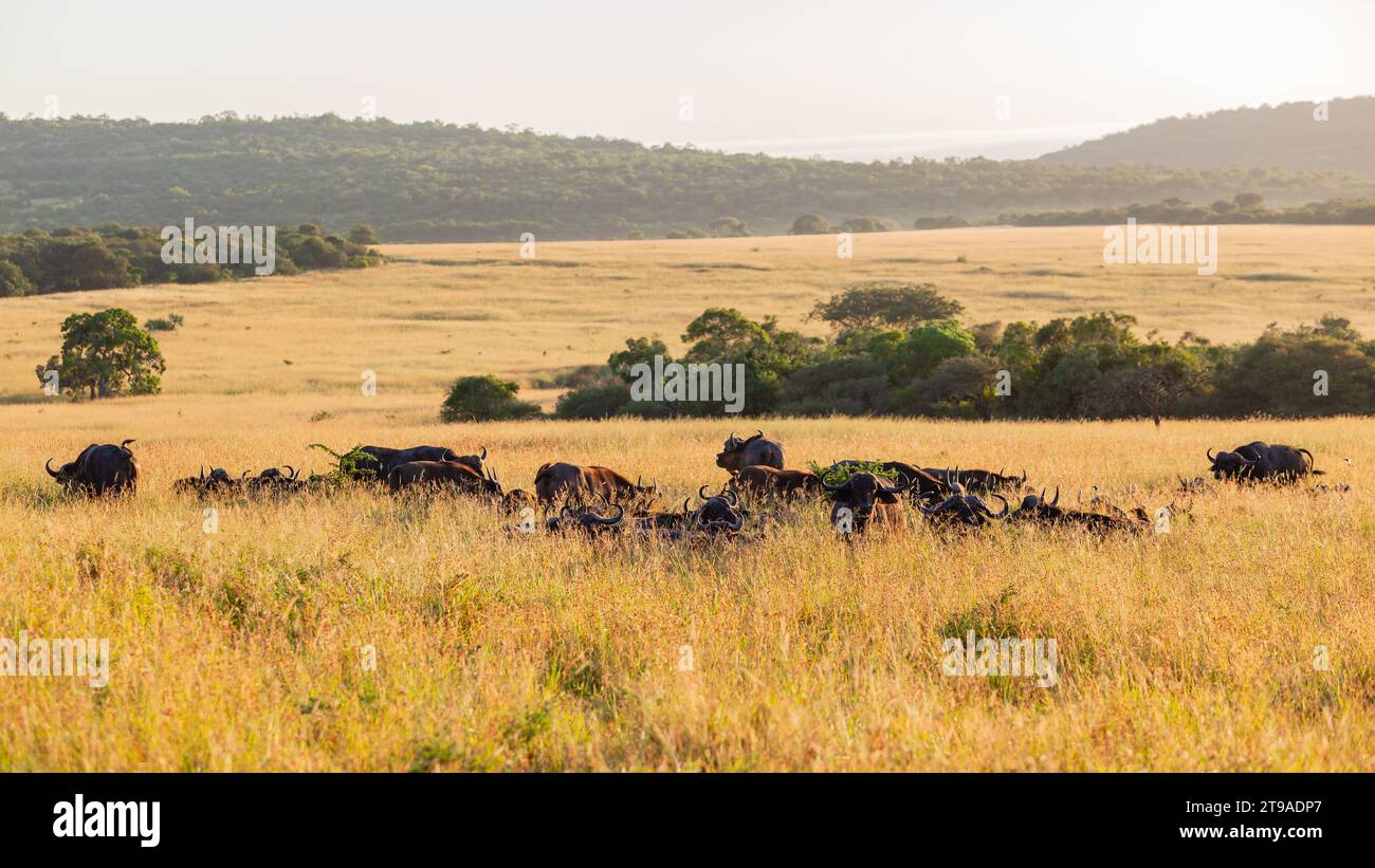 Faune troupeau d'animaux de buffle reposant dans la vallée longue herbe ensemble pour la protection contre les lions paysage tôt le matin. Banque D'Images