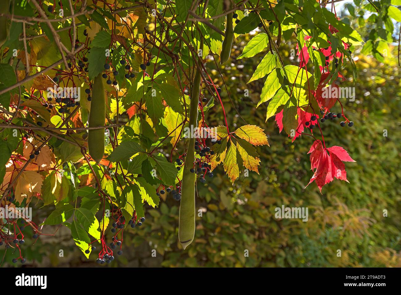Feuilles d'automne de raisin sauvage et gousses de graines de wisteria (Wisteria), Bavière, Allemagne Banque D'Images
