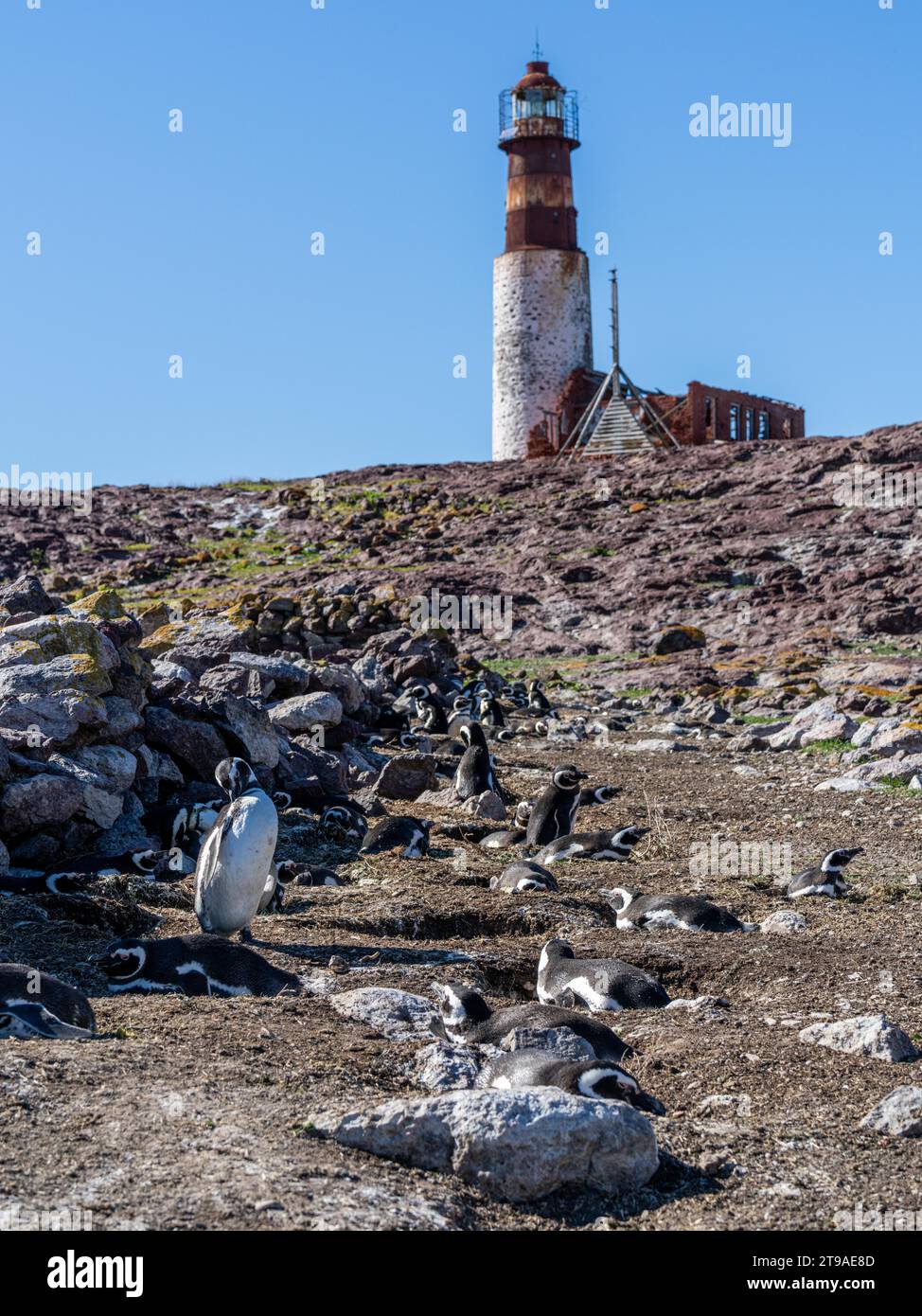 Colonie de manchots magellaniques (Spheniscus magellanicus), phare de Penguin Island, réserve provinciale de Pinguino Island, Puerto Deseado, Santa Cruz Banque D'Images