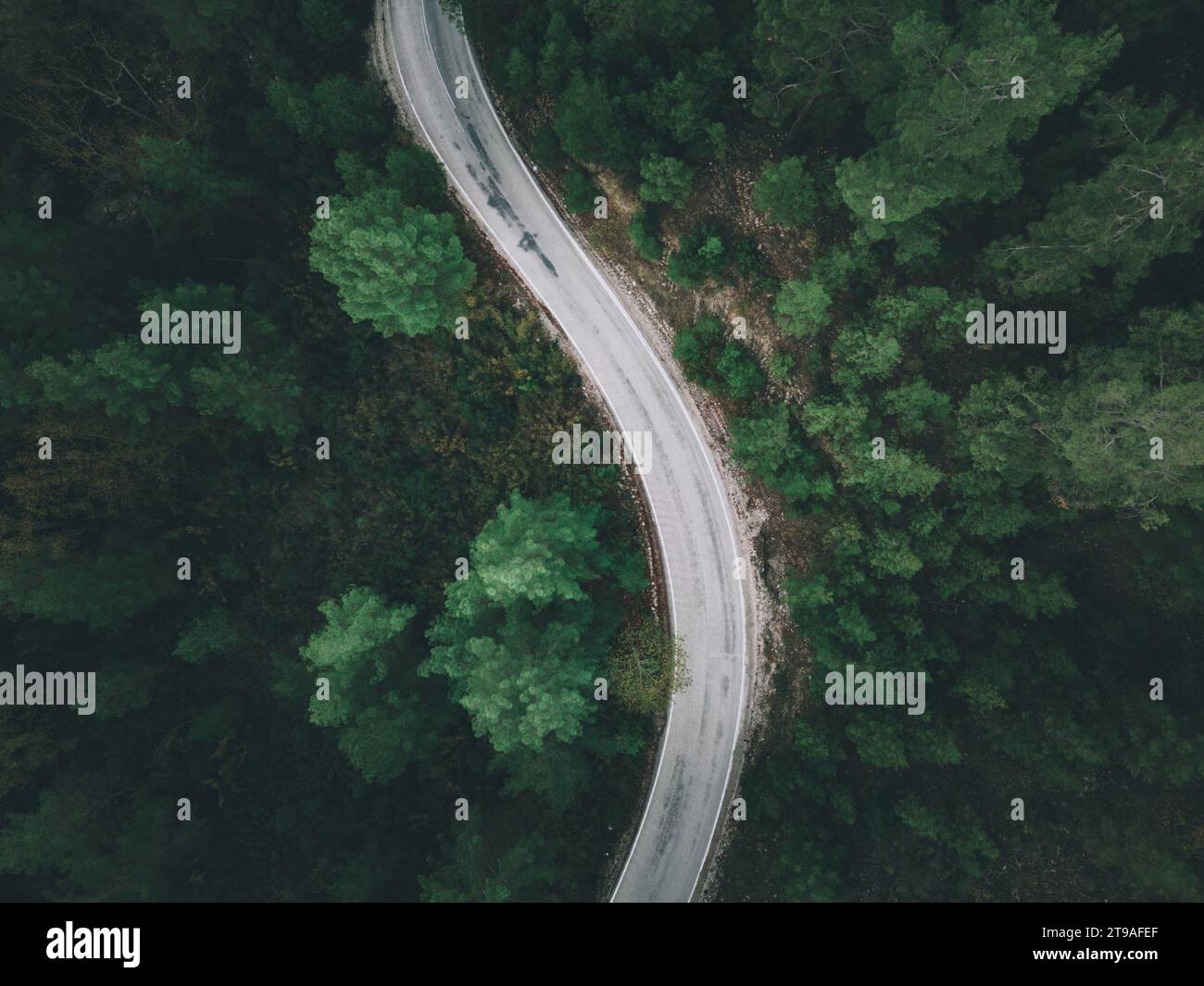 Vue aérienne de la route forestière avec des pins des deux côtés en automne Banque D'Images