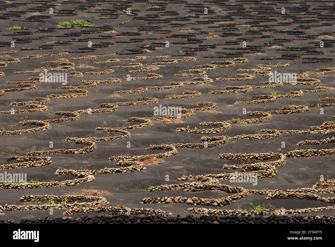 À Lanzarote, les vignes sont plantées en creusant de grands trous dans la couche volcanique, en forme de cône inversé, afin qu’elles puissent accéder à la couche arable Banque D'Images