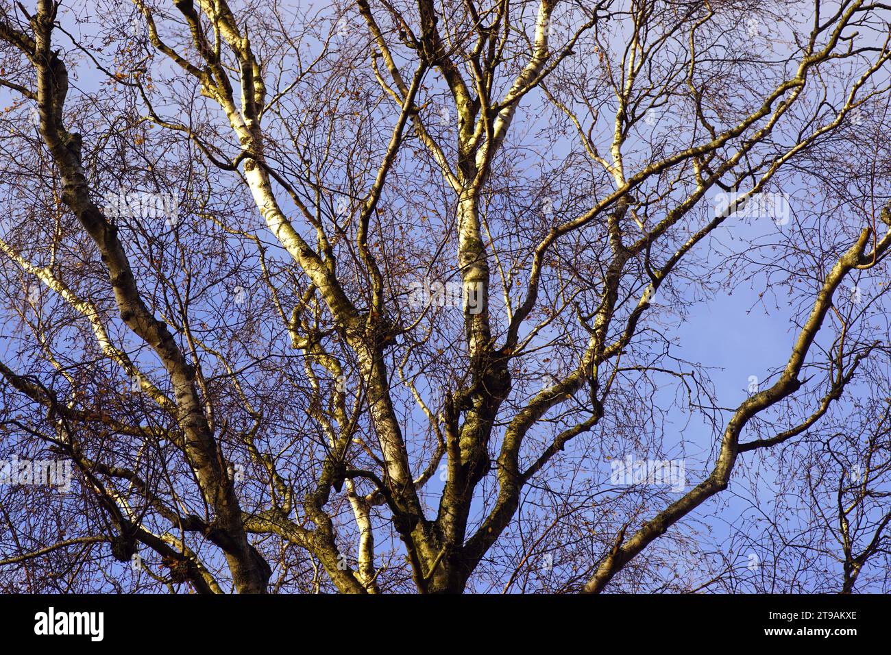 Silhouette branches et brindilles d'un bouleau dans l'autum aux pays-Bas. Nuages, ciel, novembre Banque D'Images