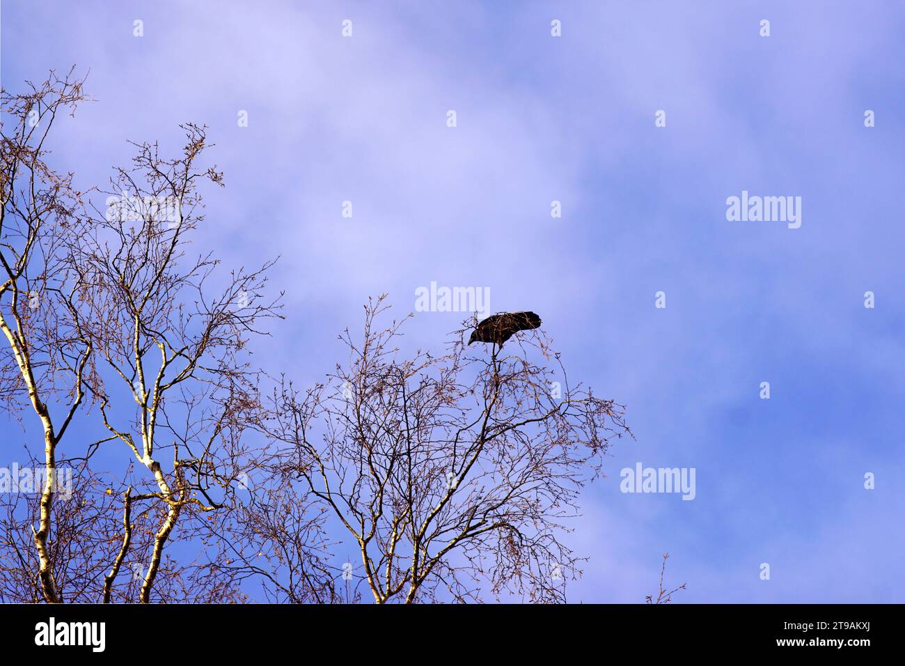 Silhouette branches et brindilles d'un bouleau dans l'autum aux pays-Bas. Corbeau de charogne (Corvus corone) haut dans l'arbre. Nuages, ciel, novembre Banque D'Images
