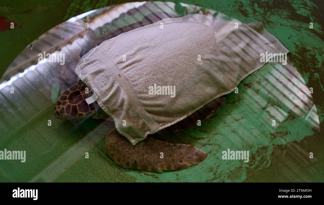 Centre de traitement pour tortues marines caretta caretta blessées. Hôpital de tortues 'Dekamer' situé sur la plage d'Iztuzu, Dalyan, Türkiye. Tortues marines en cours de traitement Banque D'Images