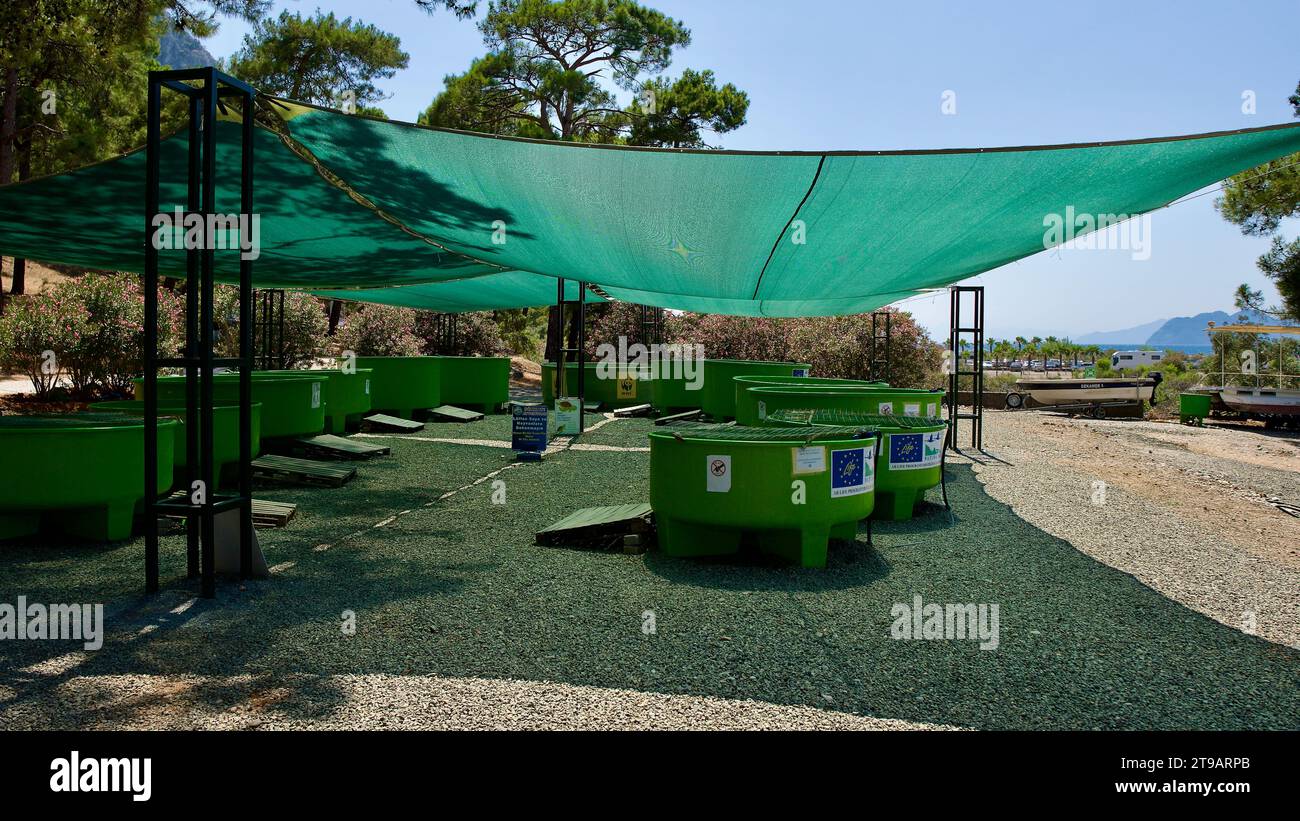 DALYAN, TURQUIE - 07 15, 2023 : Centre de traitement pour les tortues de mer caretta caretta blessées. Hôpital de tortues 'Dekamer'. Le travail du capitaine June, le scient Banque D'Images