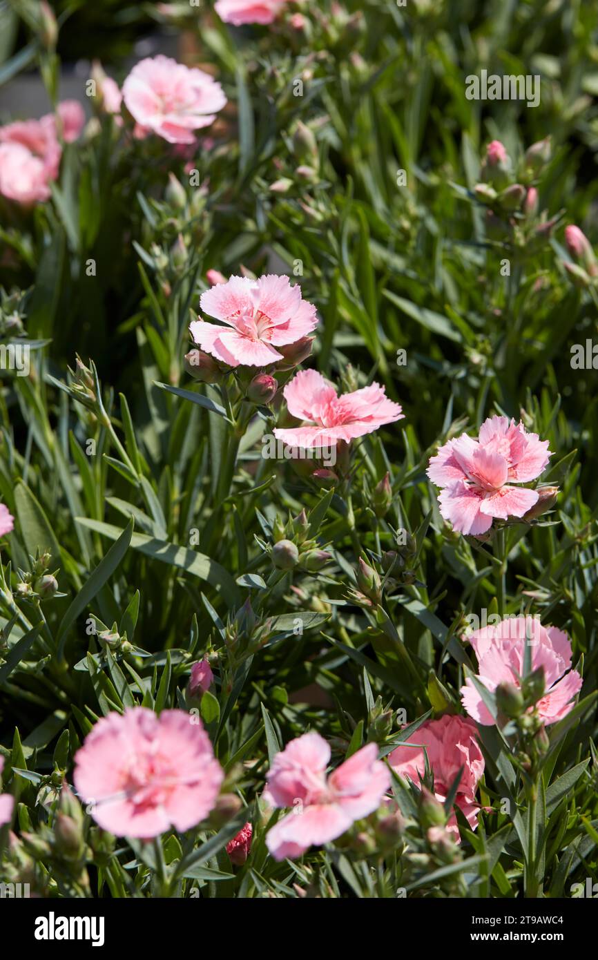 Dianthus, fleurs d'œillet rose et plantes texture fond au printemps, lumière du soleil Banque D'Images