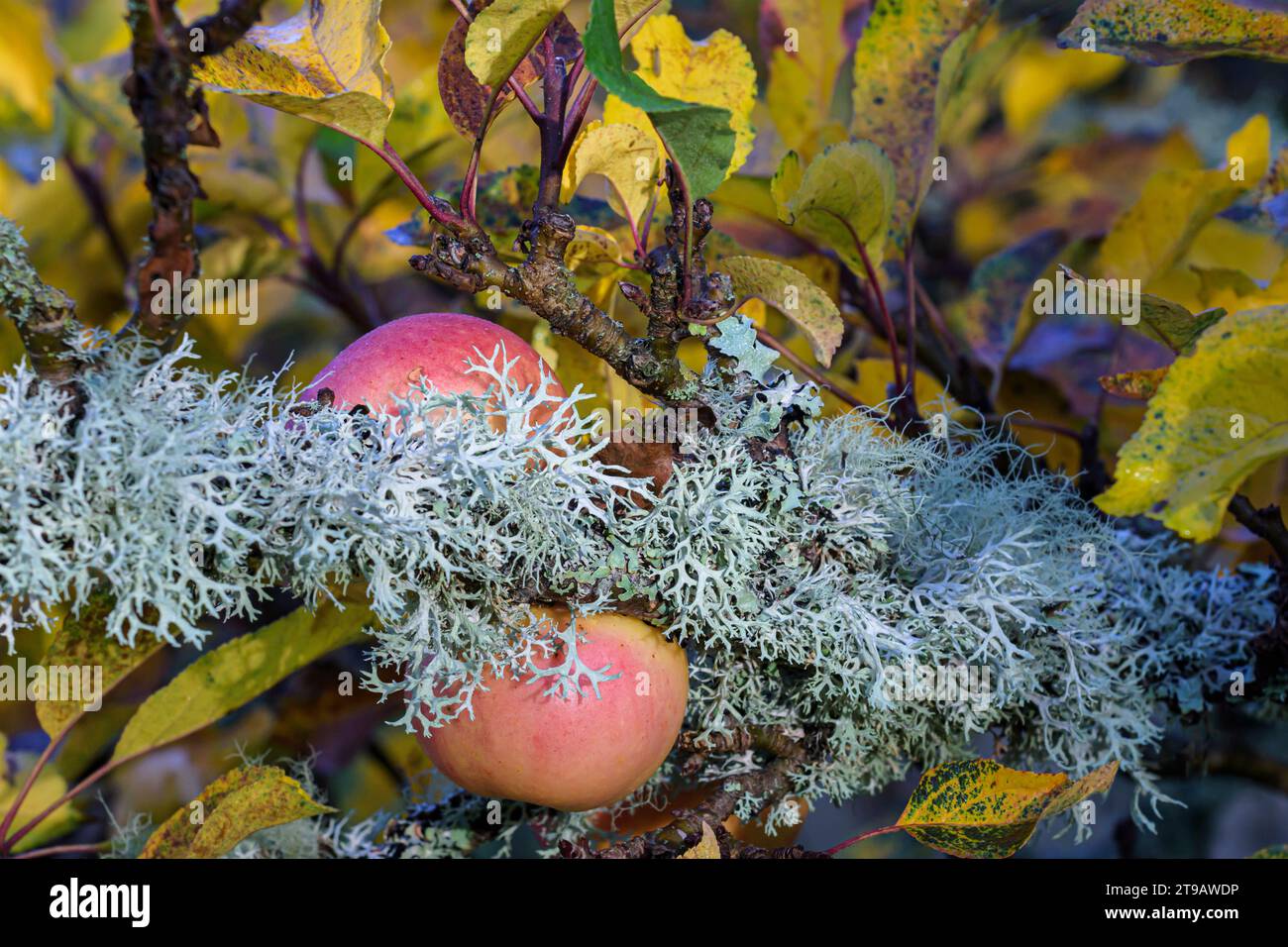 Les pommes rouges et les feuilles d'automne sont une toile de fond pour la croissance du lichen le long des branches d'arbres, parc national de Cairngorms, octobre, Banque D'Images
