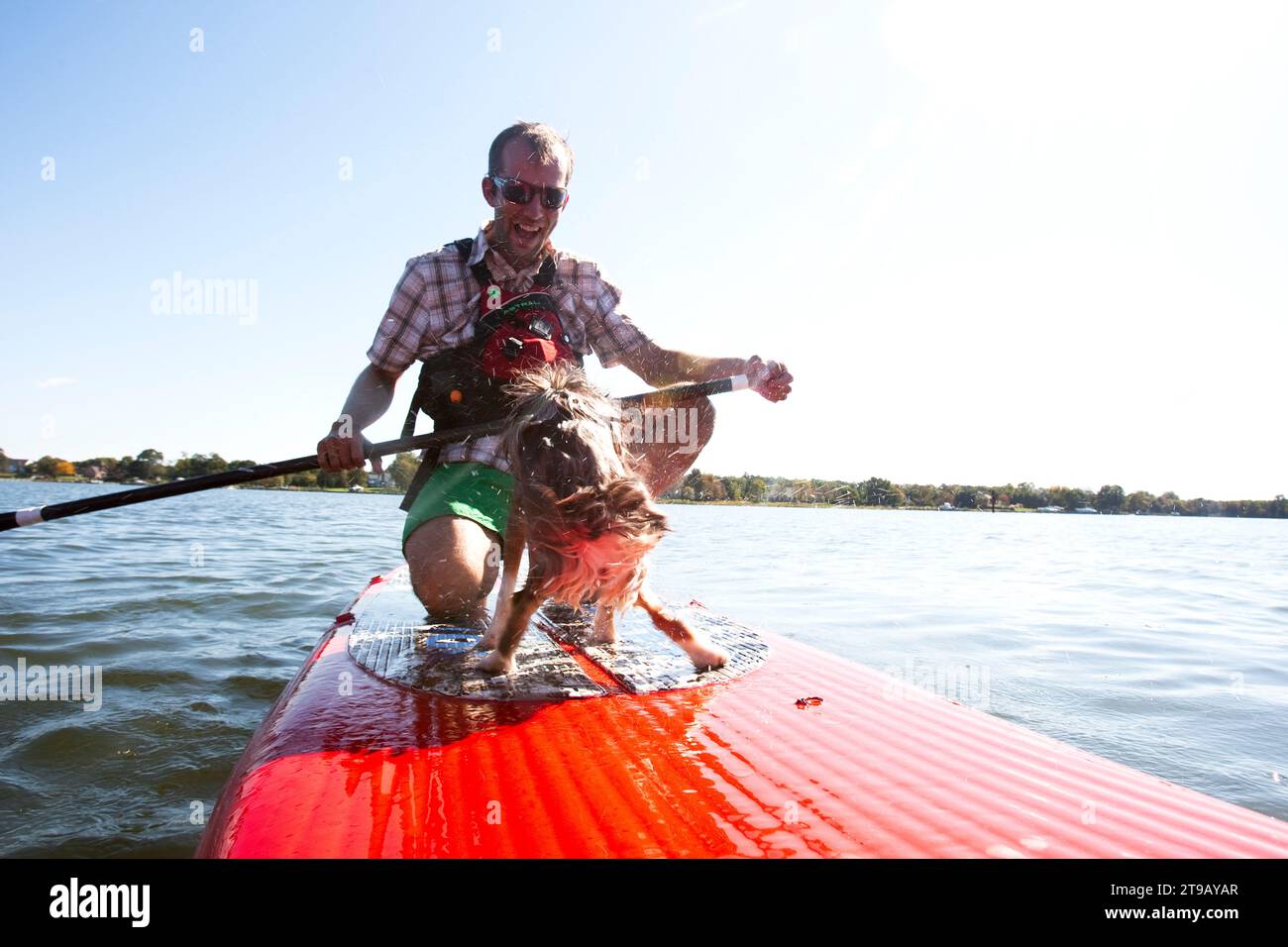 Perspective à angle bas d'un homme debout paddleboard avec son chien et rire comme il secoue l'eau. Banque D'Images