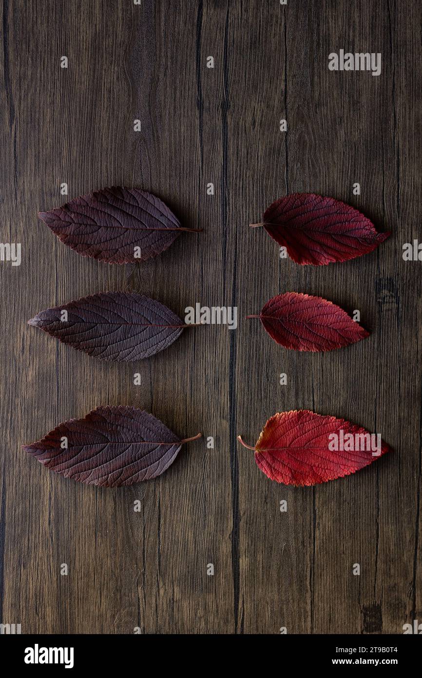 couche plate de feuilles de prune rouges et violettes sur fond de bois Banque D'Images