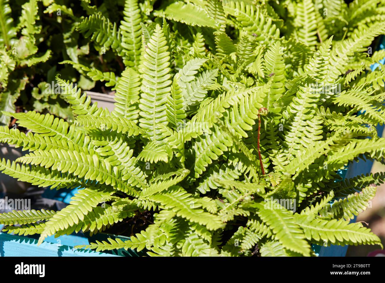 Asplenium scolopendrium, fougère naine aux feuilles vertes au soleil printanier Banque D'Images