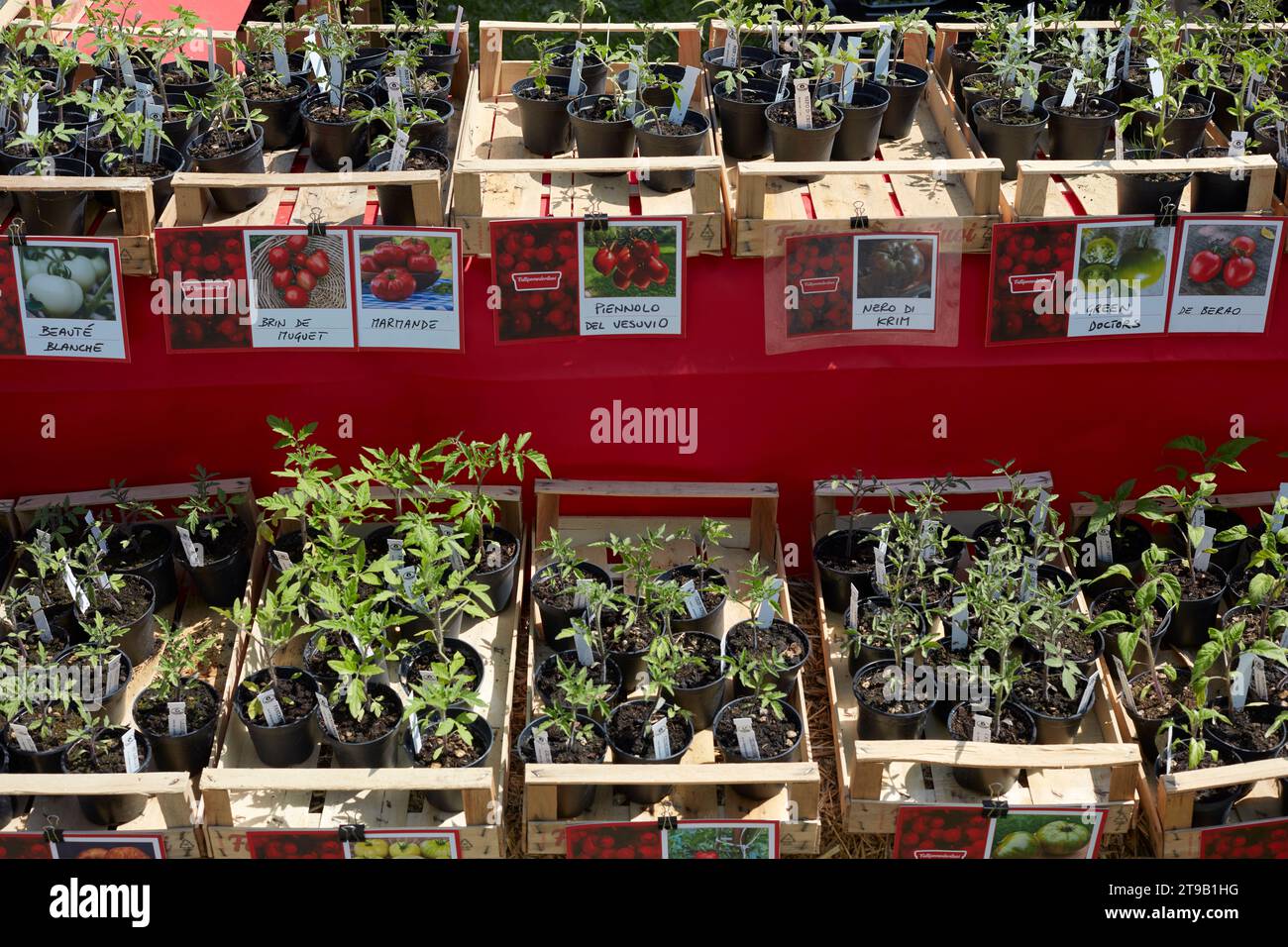 CARAVINO, ITALIE - 28 AVRIL 2023 : divers plants de tomates dans des caisses en bois au printemps lors de la foire Tre Giorni per il Giardino au château Masino près de Turin, Banque D'Images
