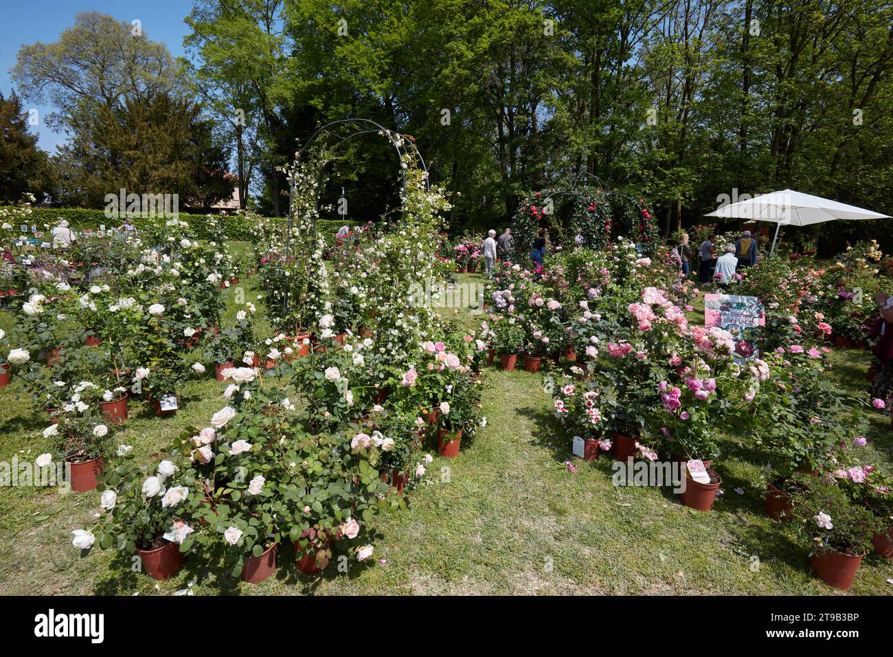 CARAVINO, ITALIE - 28 AVRIL 2023 : plantes de roses au printemps lors de la foire Tre Giorni per il Giardino au château de Masino près de Turin, Italie. Banque D'Images