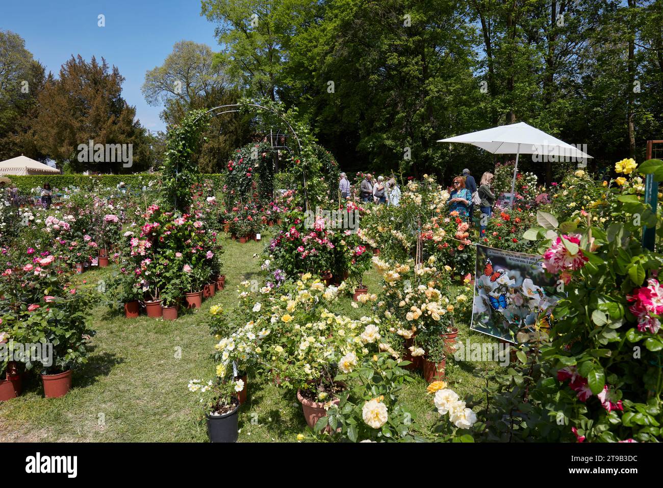 CARAVINO, ITALIE - 28 AVRIL 2023 : plantes de roses au printemps lors de la foire Tre Giorni per il Giardino au château de Masino près de Turin, Italie. Banque D'Images