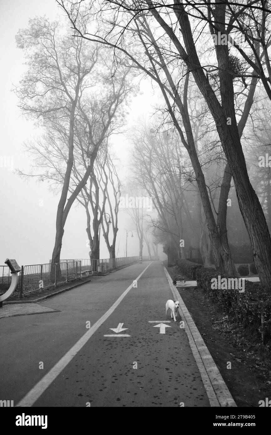 Allée vide dans le parc public Sea Garden le jour de brouillard d'hiver, Varna ville, Bulgarie, 9 janvier 2013 Banque D'Images