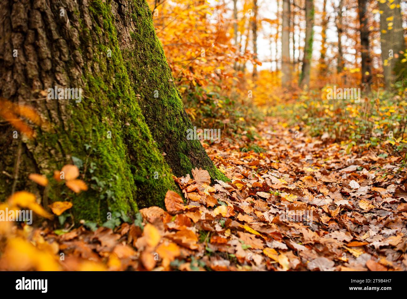 Mousse verte sur écorce de tronc d'arbre dans une scène forestière d'automne. Couleur d'automne feuilles tombées, gros plan, faible profondeur de champ, pas de personne. Banque D'Images