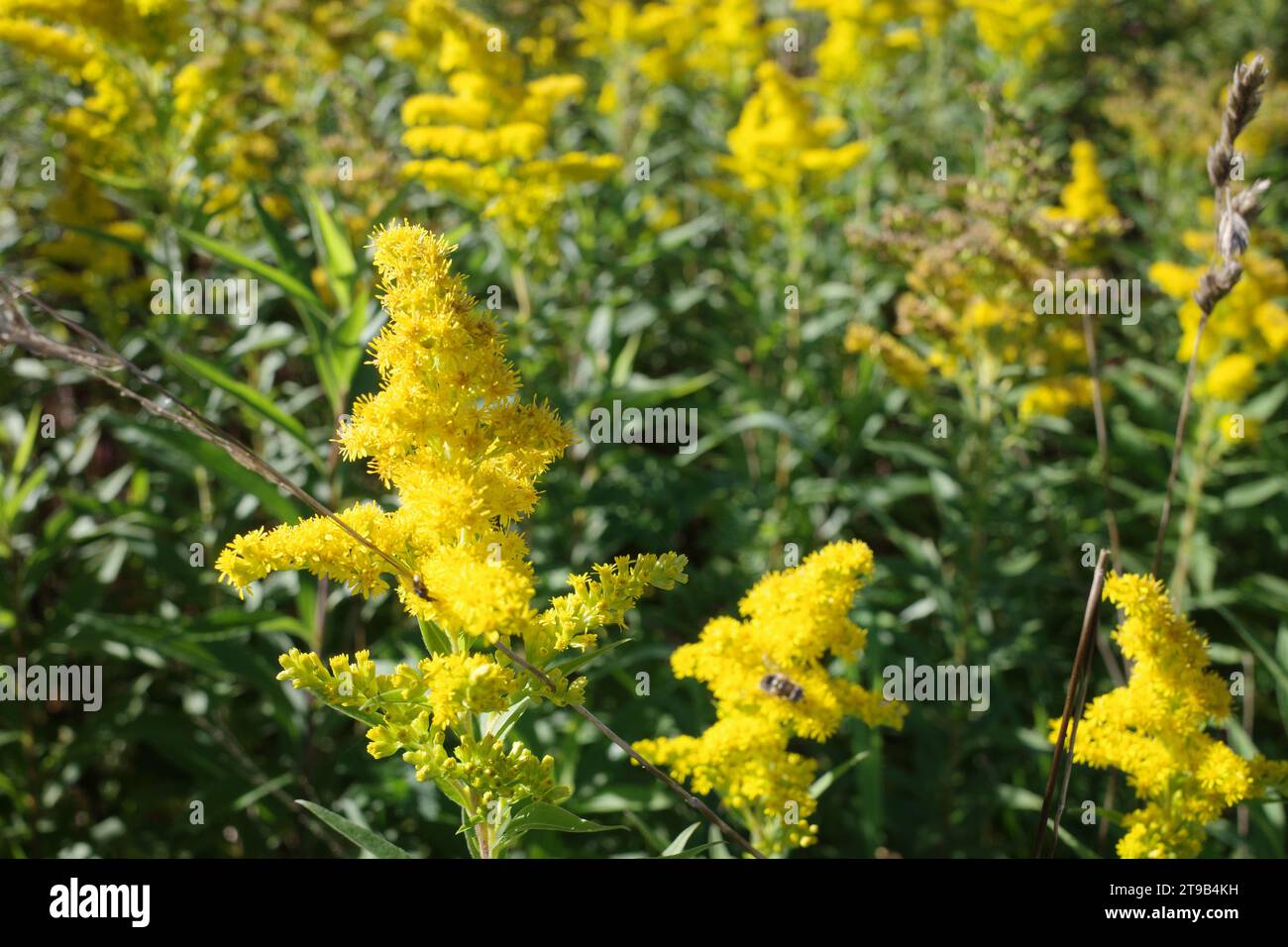 Solidago canadensis pousse au bord de la route en Allemagne. C'est envahissant en Europe. Banque D'Images