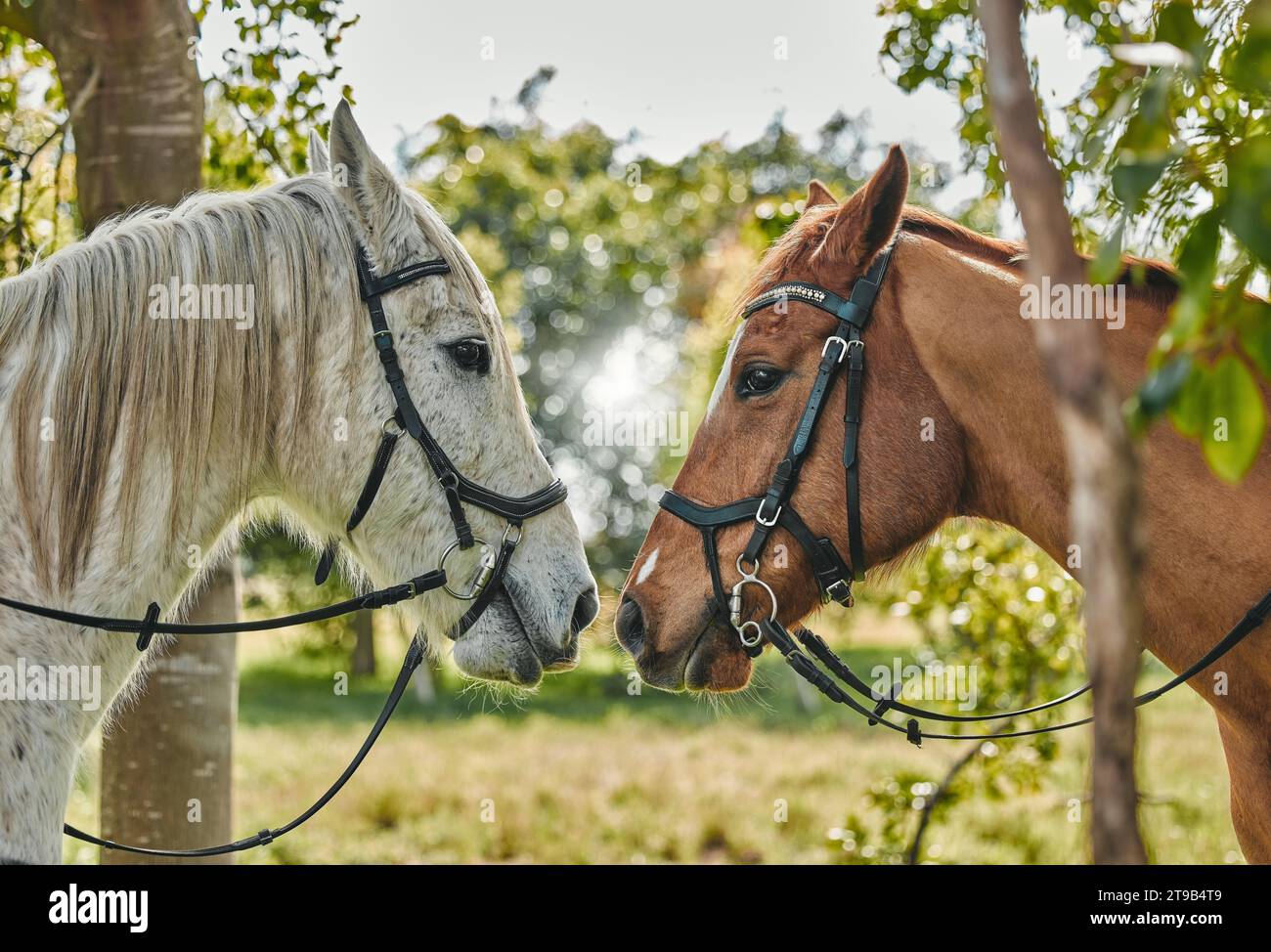Chevaux, nez et affection animale dans la nature en parc équestre, soins et loisirs à la campagne. Étalons, force et colt se rencontrent Banque D'Images