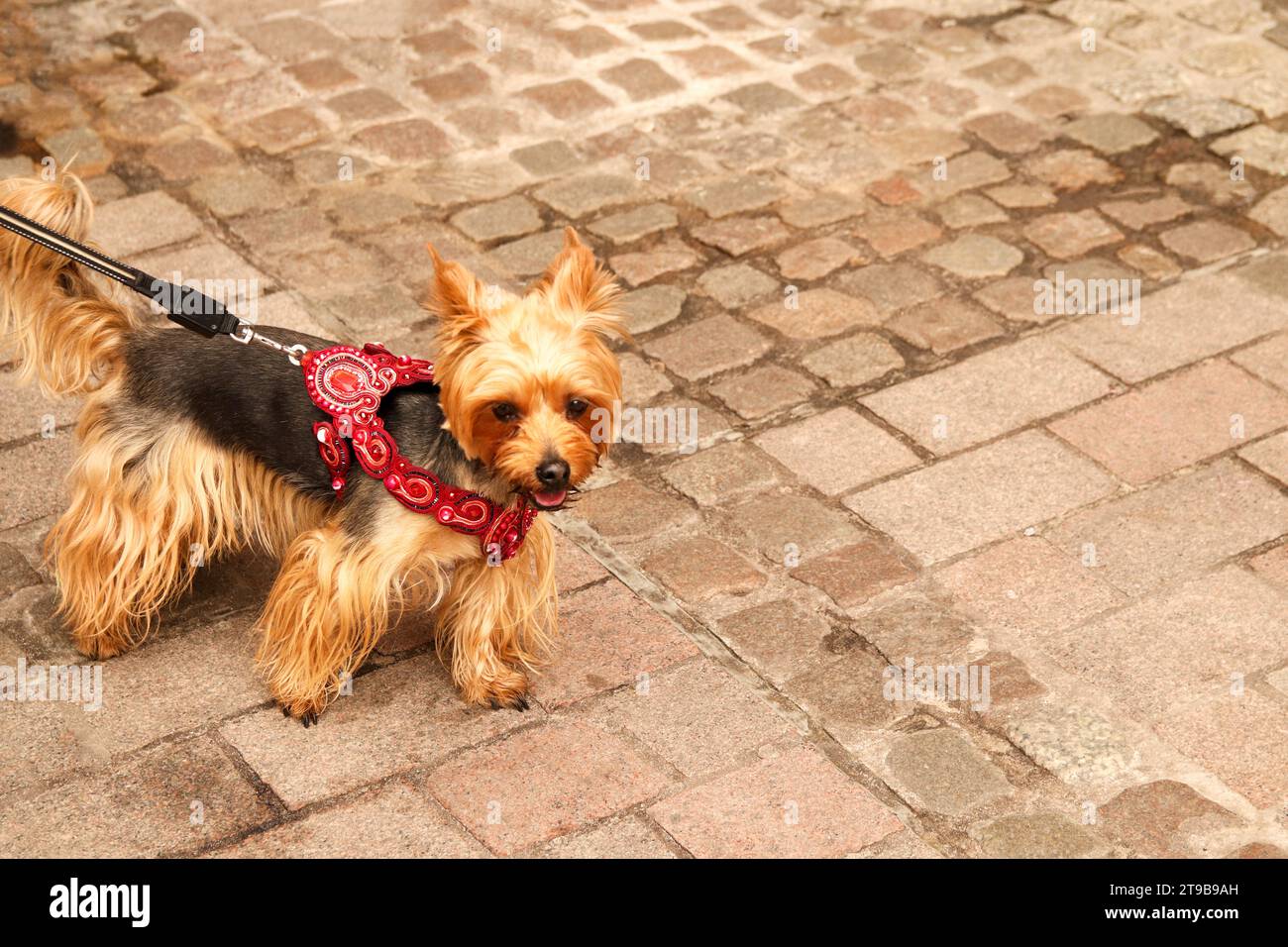 Portrait mignon de chien Yorkshire Terrier, s'amuser sur le pavage en été. Chien Yorkie en robe de mode rouge ou en laisse Banque D'Images