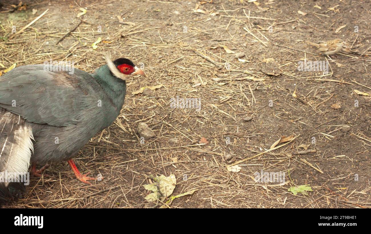 Faisan aux oreilles bleues, volaille rare, nature naturelle, gros plan. Couleur plumage, coloration d'oiseau. Maquette de bannière d'en-tête avec espace de copie. Banque D'Images