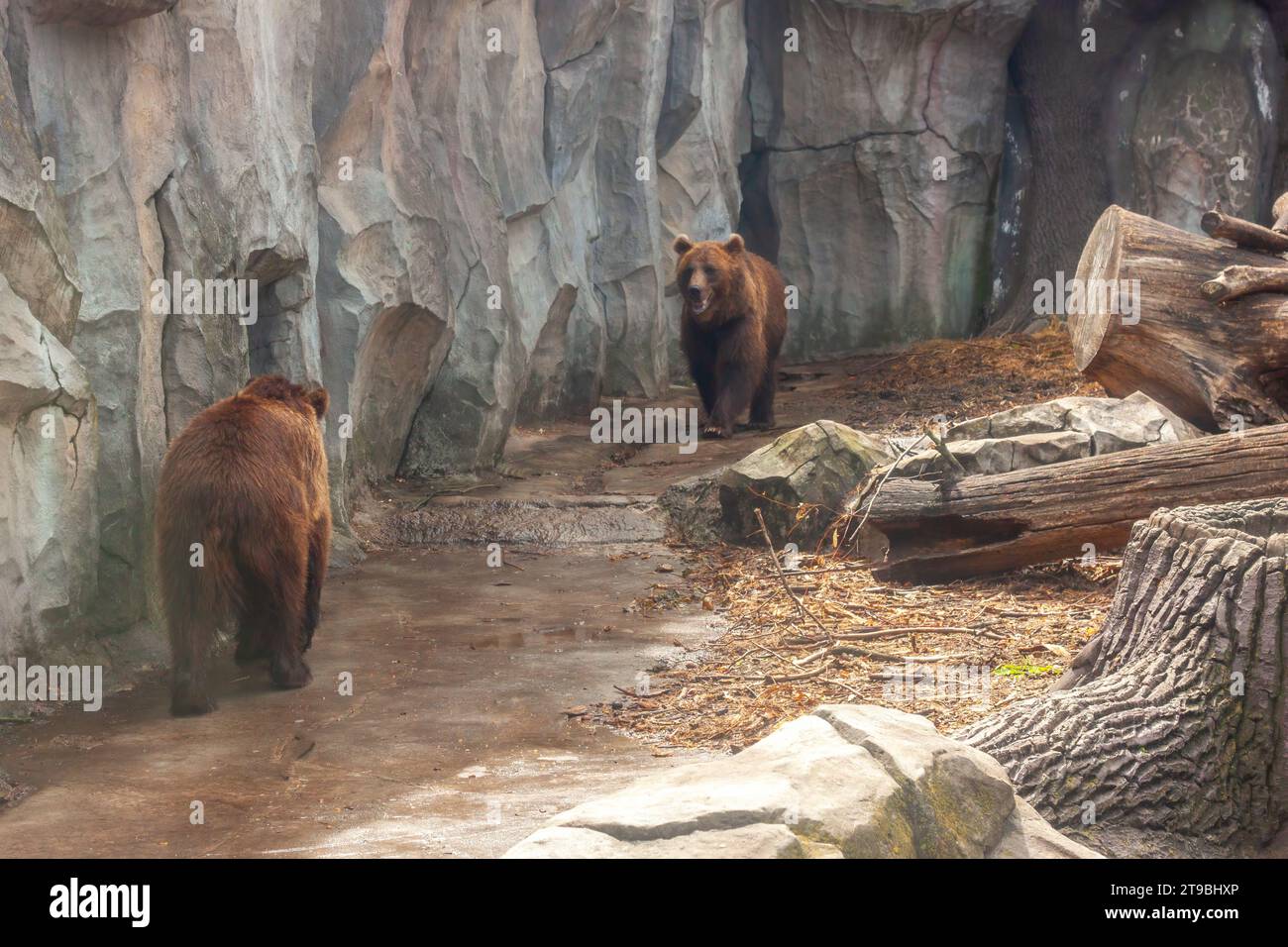 Ours commun brun sur le fond d'une montagne de pierre. Prédateur dans la nature. Espèces animales rares Banque D'Images