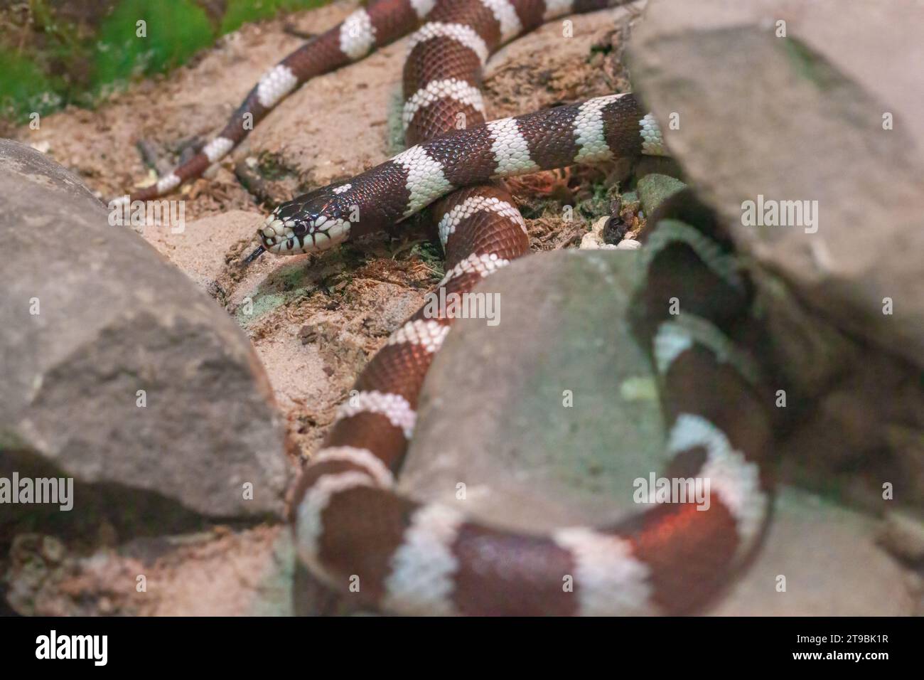 Serpent royal, Lampropeltis, un genre de serpents non venimeux de la famille des Serpentidae, dans un terrarium gros plan. Animal rare nord-américain. Banque D'Images