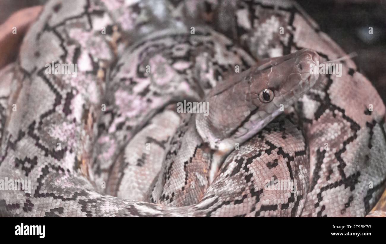 Python réticulé, Python reticulatus, serpent non venimeux se trouve dans un gros plan d'anneau, originaire d'Asie. Banque D'Images