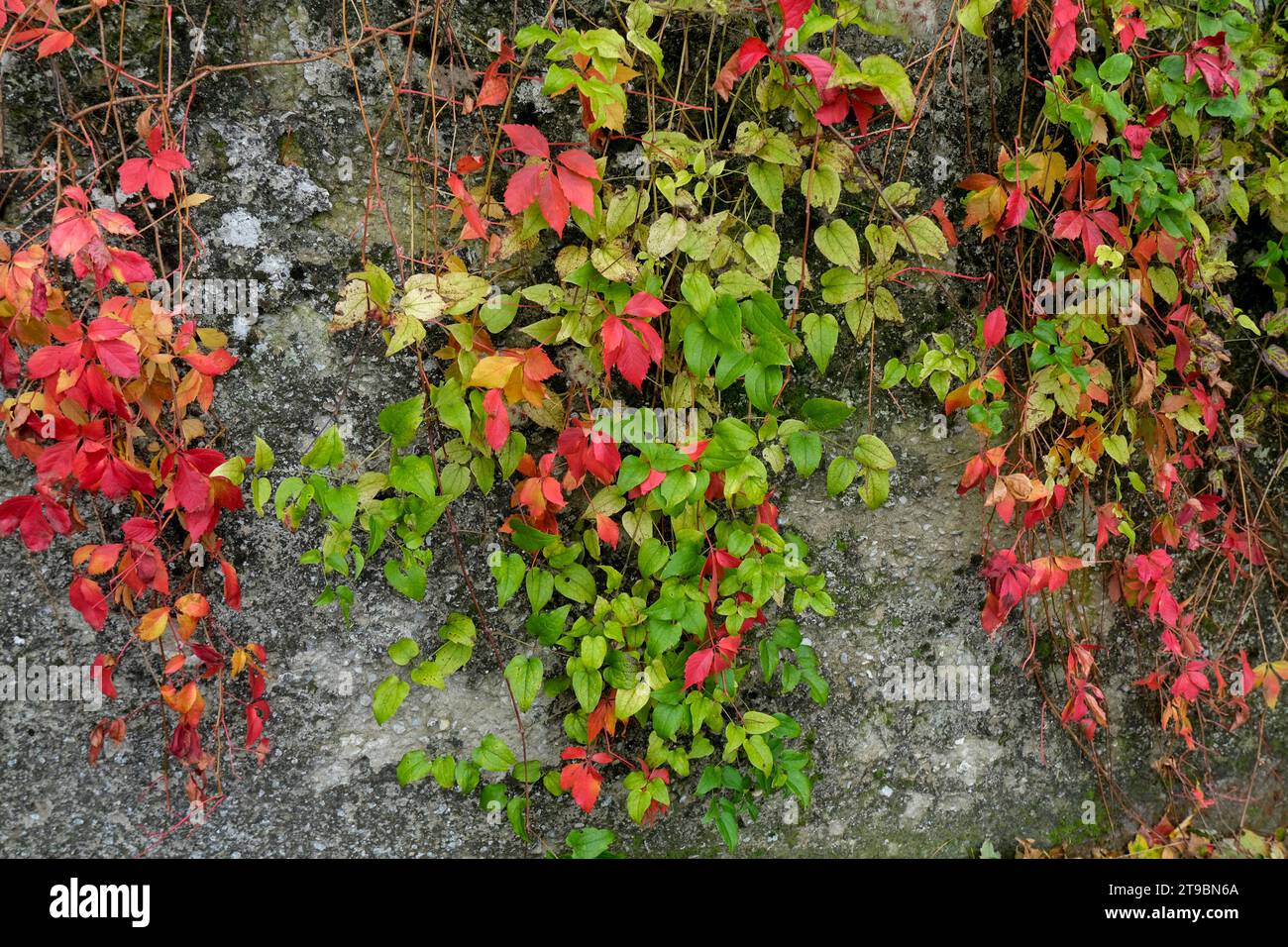 Mur de béton ancien gris recouvert de raisins verts et rouges, feuilles de lierre. Arrière-plan naturel. Espace de copie Banque D'Images