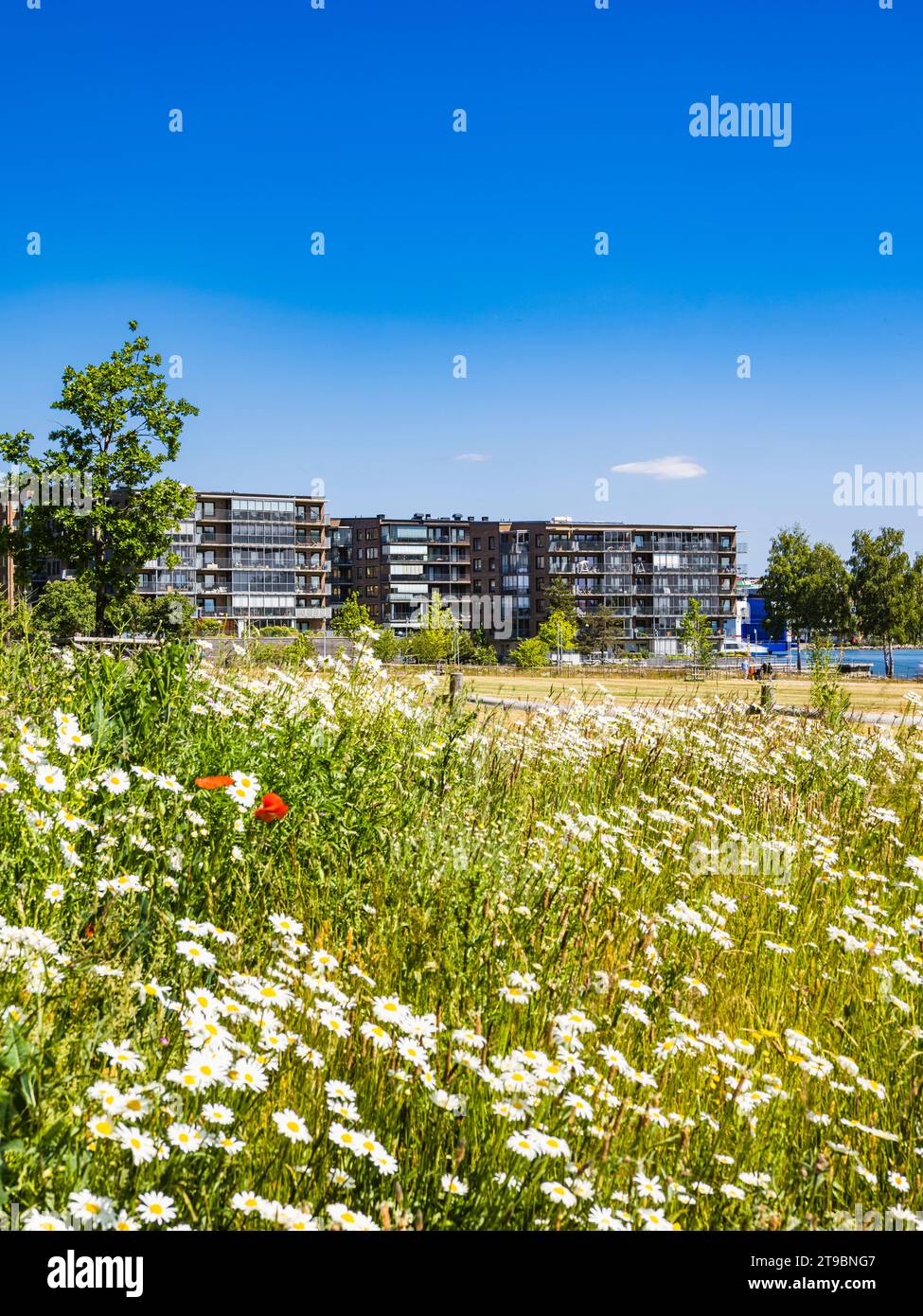 Fleurs d'été sauvages sur la prairie avec des blocs d'appartements en arrière-plan Banque D'Images
