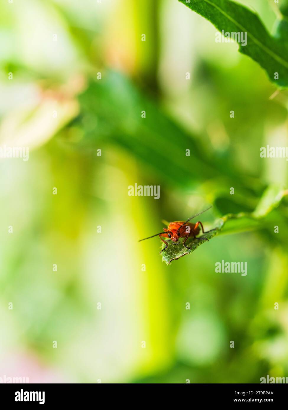Gros plan d'un insecte perché à la feuille Banque D'Images