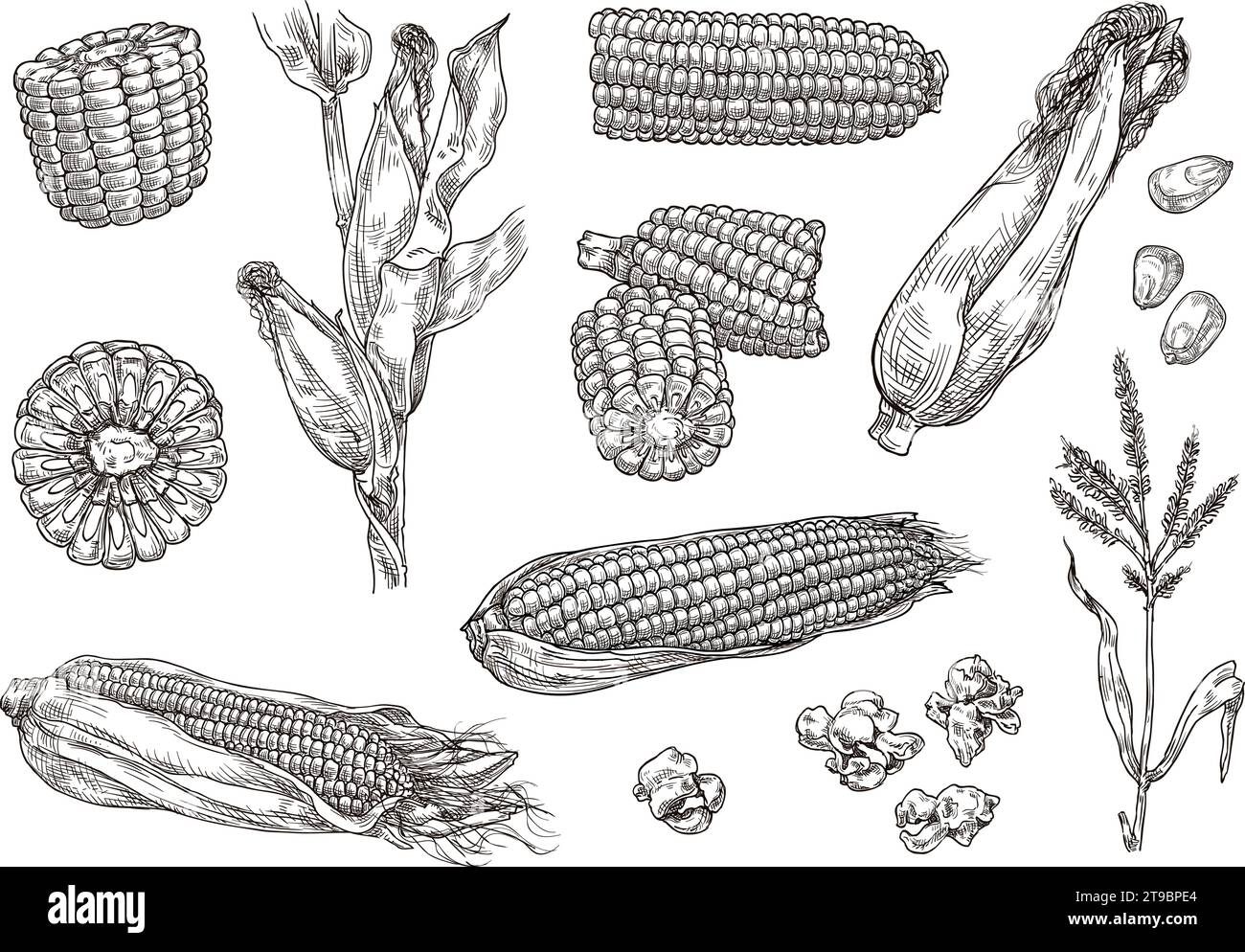 Maïs sucré tiré à la main. Gravure de plantes de maïs, épis de maïs et croquis popcorn ensemble d'illustrations vectorielles isolées Illustration de Vecteur