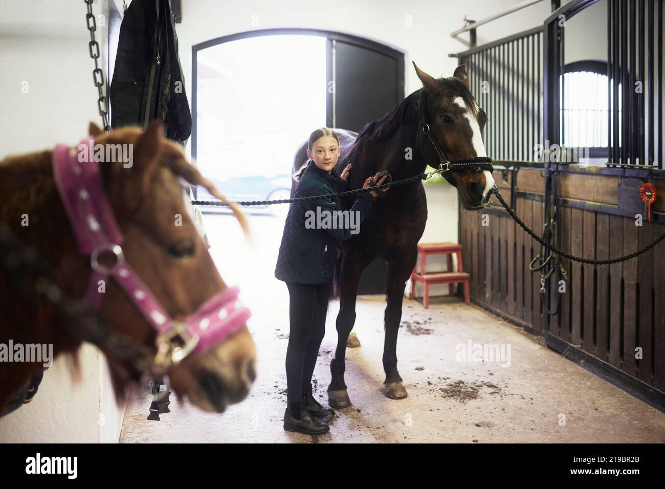 Fille toilettant cheval après avoir monté dans l'écurie Banque D'Images