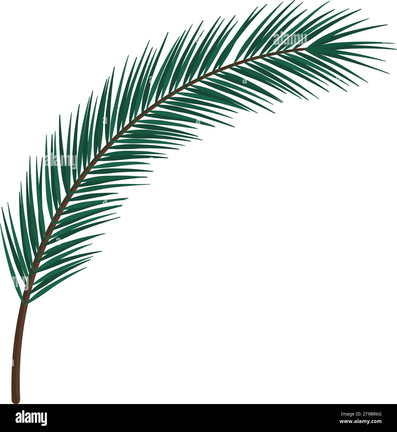 Branche de sapin avec des feuilles d'aiguille isolées, plantes et décorations concept Illustration de Vecteur
