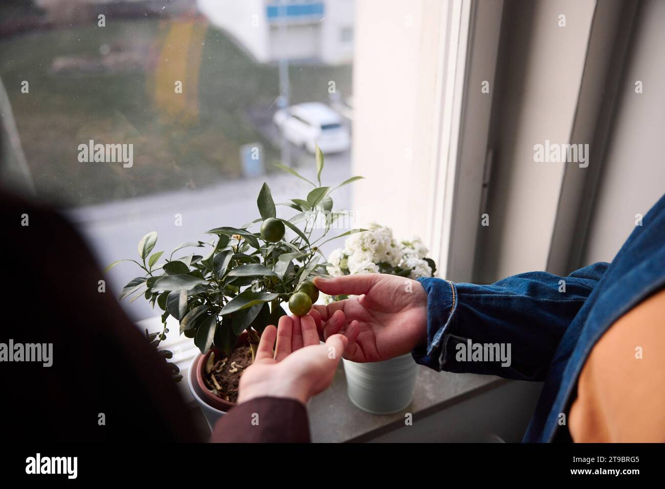 Femmes vérifiant les fruits poussant sur la plante en pot Banque D'Images