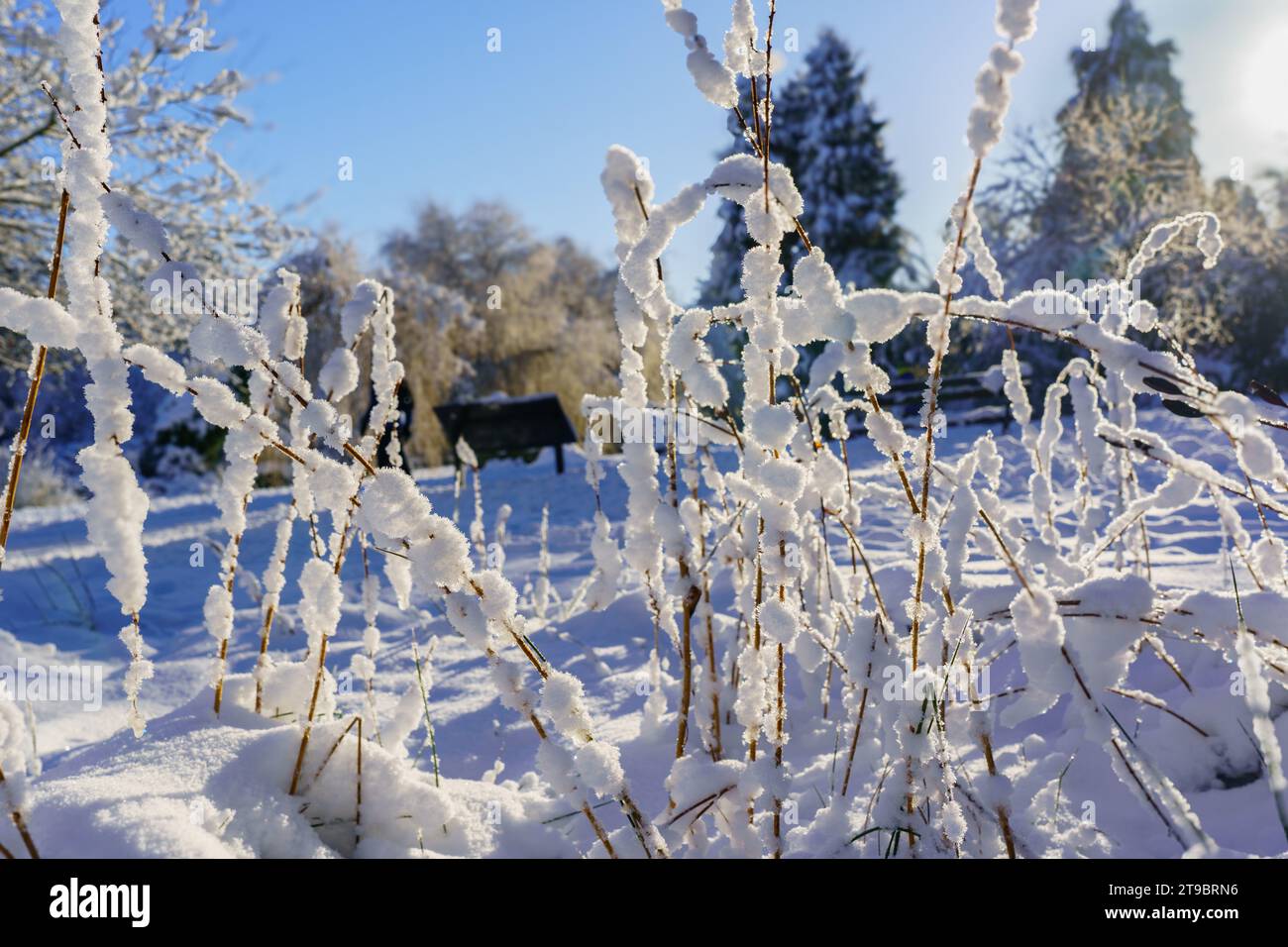 Tiges de plantes en bois saillantes couvertes de neige dans les Valley Gardens, Harrogate, Yorkshire, Angleterre, Royaume-Uni. Banque D'Images