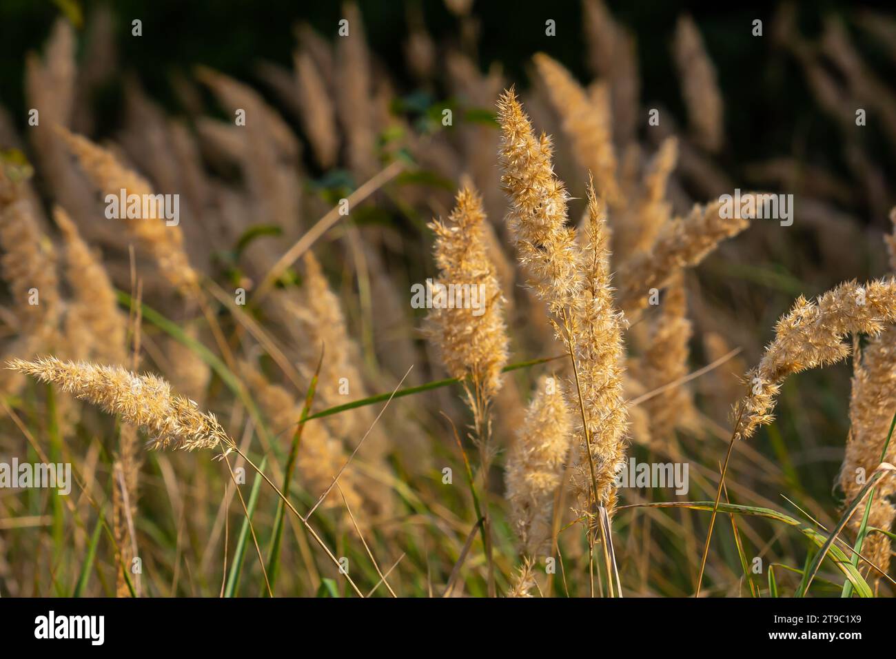Inflorescence du bois petit roseau Calamagrostis épigejos sur un pré. Banque D'Images