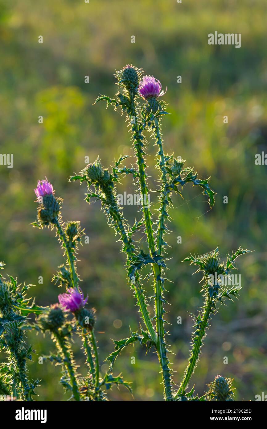 Cirsium vulgare, lance le chardon, chardon vulgaire, commun Chardon, chardon de courte durée avec des plantes à tiges garnies d'épines et de feuilles, de fleurs de mauve rose Banque D'Images