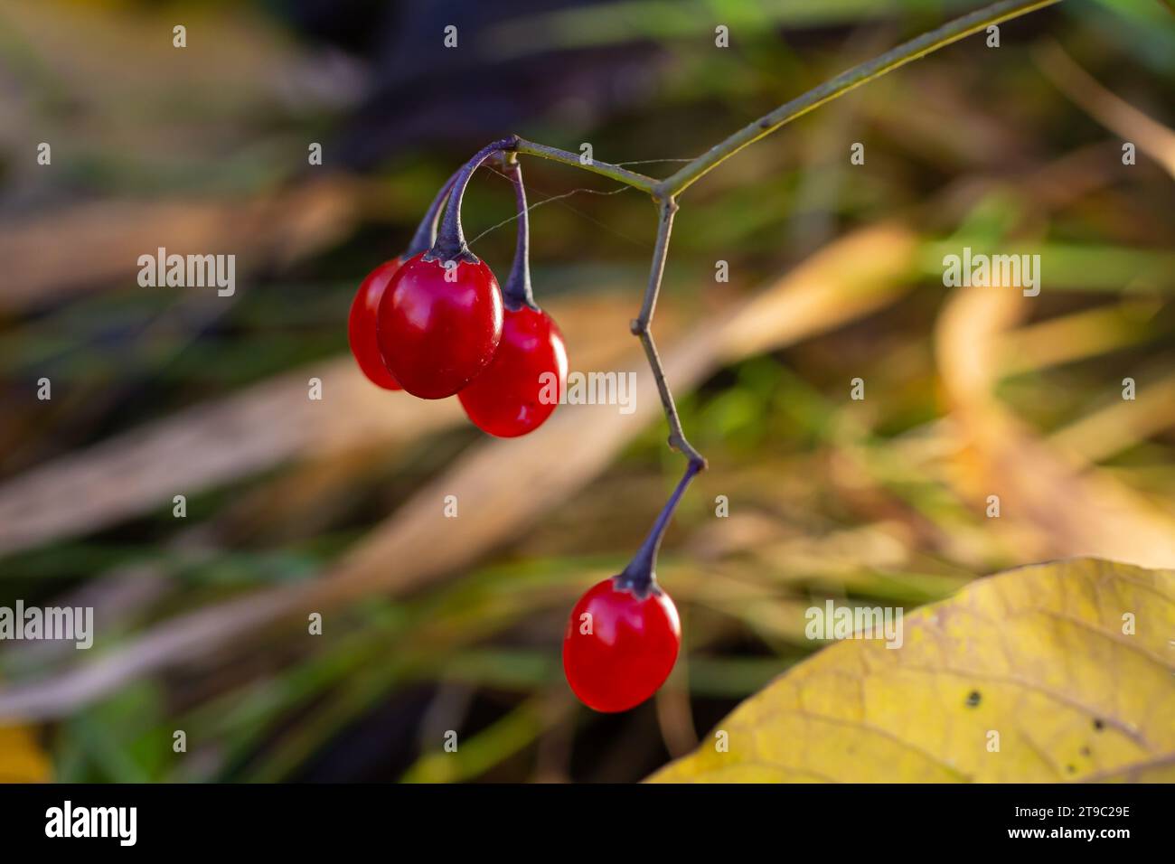 Baies rouges de l'ombre de nuit boisée, également connu sous le nom de doux-amer, Solanum dulcamara vu en août. Banque D'Images