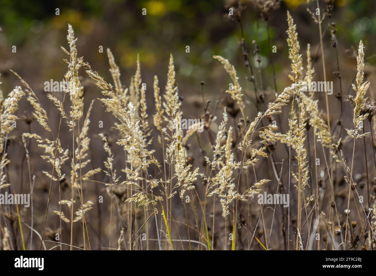 Inflorescence du bois petit roseau Calamagrostis épigejos sur un pré. Banque D'Images