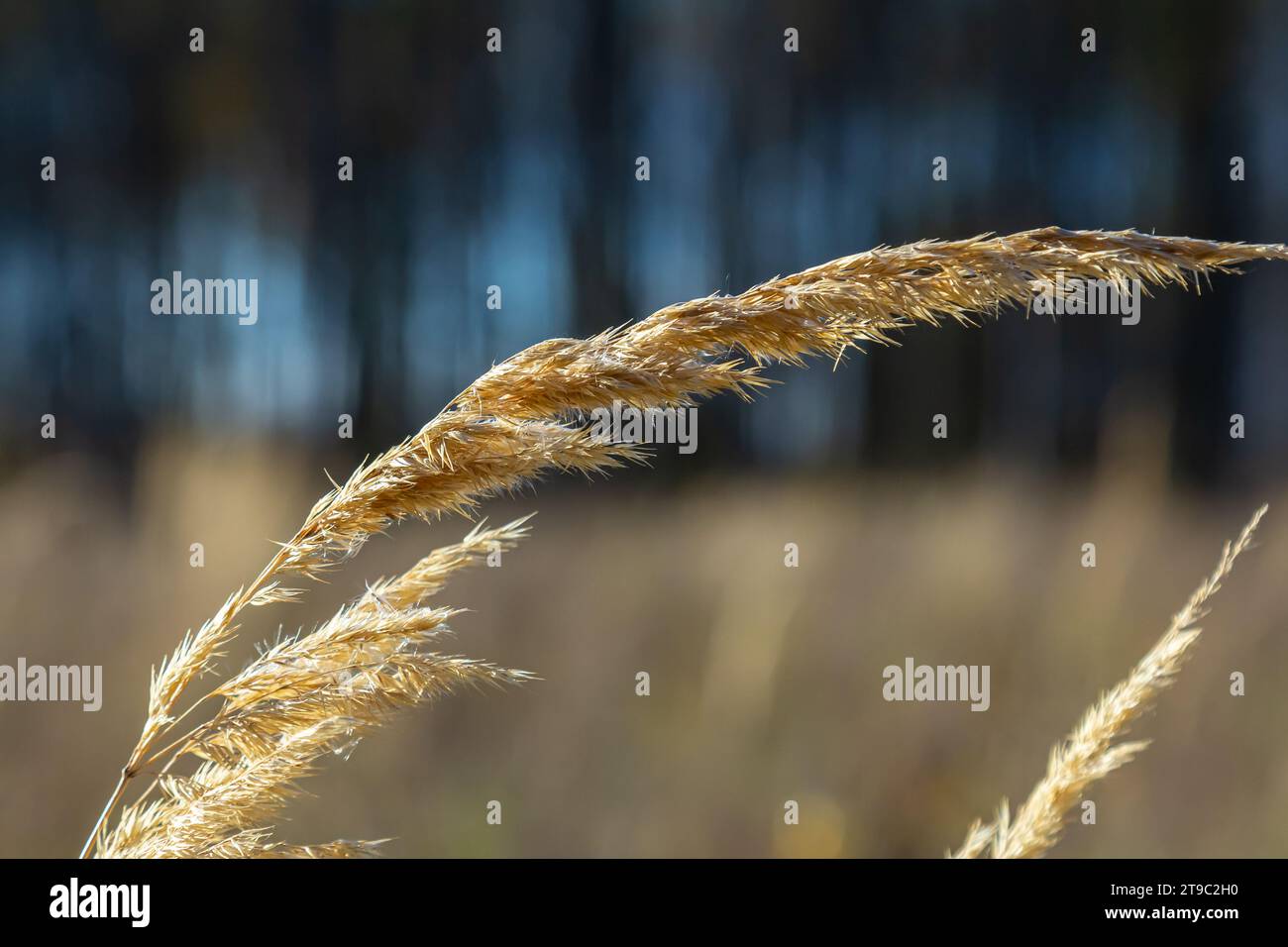 Inflorescence du bois petit roseau Calamagrostis épigejos sur un pré. Banque D'Images