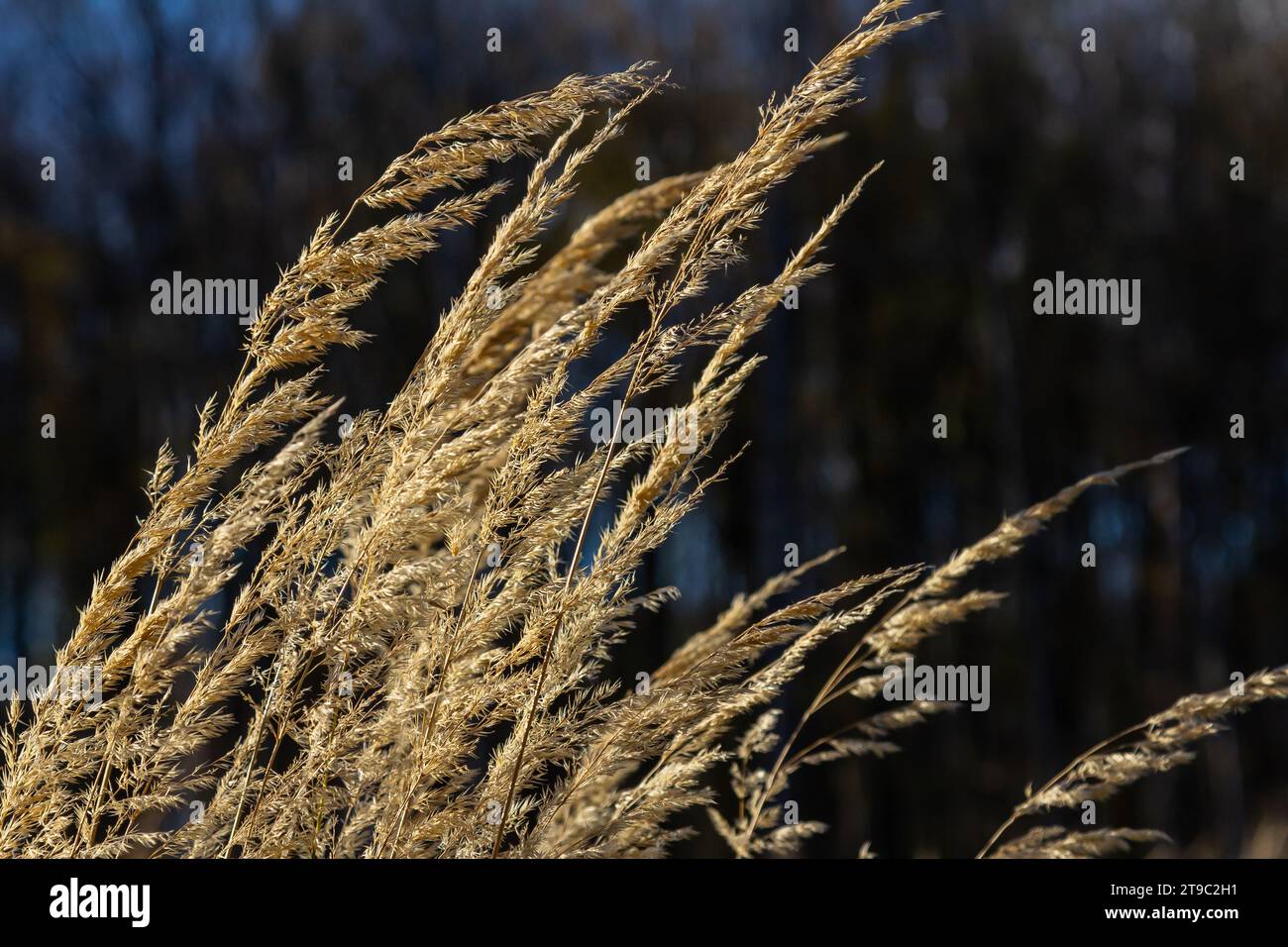 Inflorescence du bois petit roseau Calamagrostis épigejos sur un pré. Banque D'Images