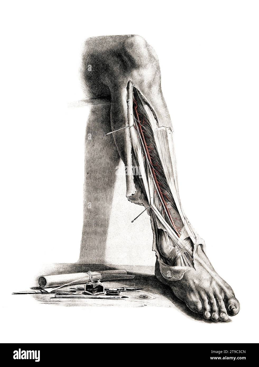 Medizin, menschliche Anatomie, das Kreislaufsystem, Blutkreislauf : Sektion der Vorderseite des Unterschenkels und des Knöchels, Bein, Fuß, mit rot und blau dargestellten Arterien. Kolorierte Lithographie von J. Maclise, 1841/1844, Historisch, digital restaurierte Reproduktion von einer Vorlage aus dem 19. Jahrhundert / médecine, anatomie humaine, le système circulatoire, circulation sanguine : section de l'avant de la jambe et de la cheville, jambe, pied, avec les artères indiquées en rouge et bleu. Lithographie colorée de J. Maclise, 1841/1844, reproduction historique, restaurée numériquement à partir d'un orig du 19e siècle Banque D'Images